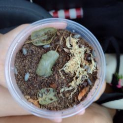 Isopods Ready