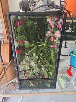 Full Chameleon Exhibit!