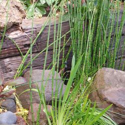 Pond plants