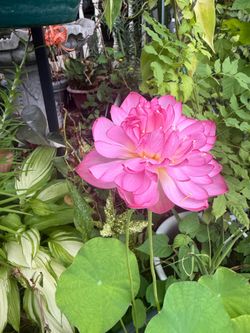 Lotus Lilly