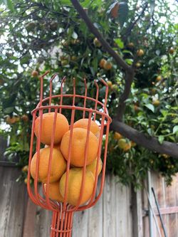 Organic Mandarins 🍊