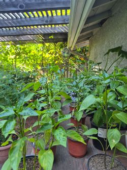 Tomatoes,  Peppers, Longevity spinach can help with loweing blood pressure. 😃