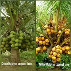 Dwarf Coconut Palm 25gal Palmeras Enanas De  Coco 