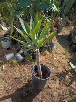 Foxtail agave plant