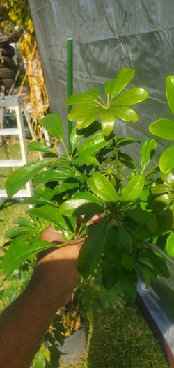 #50 Dwarf umbrella tree 5gal plant 65 " tall