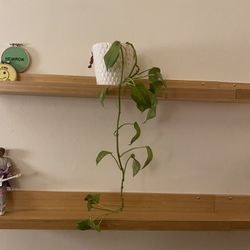 Pothos Plant in White Ceramic Pot