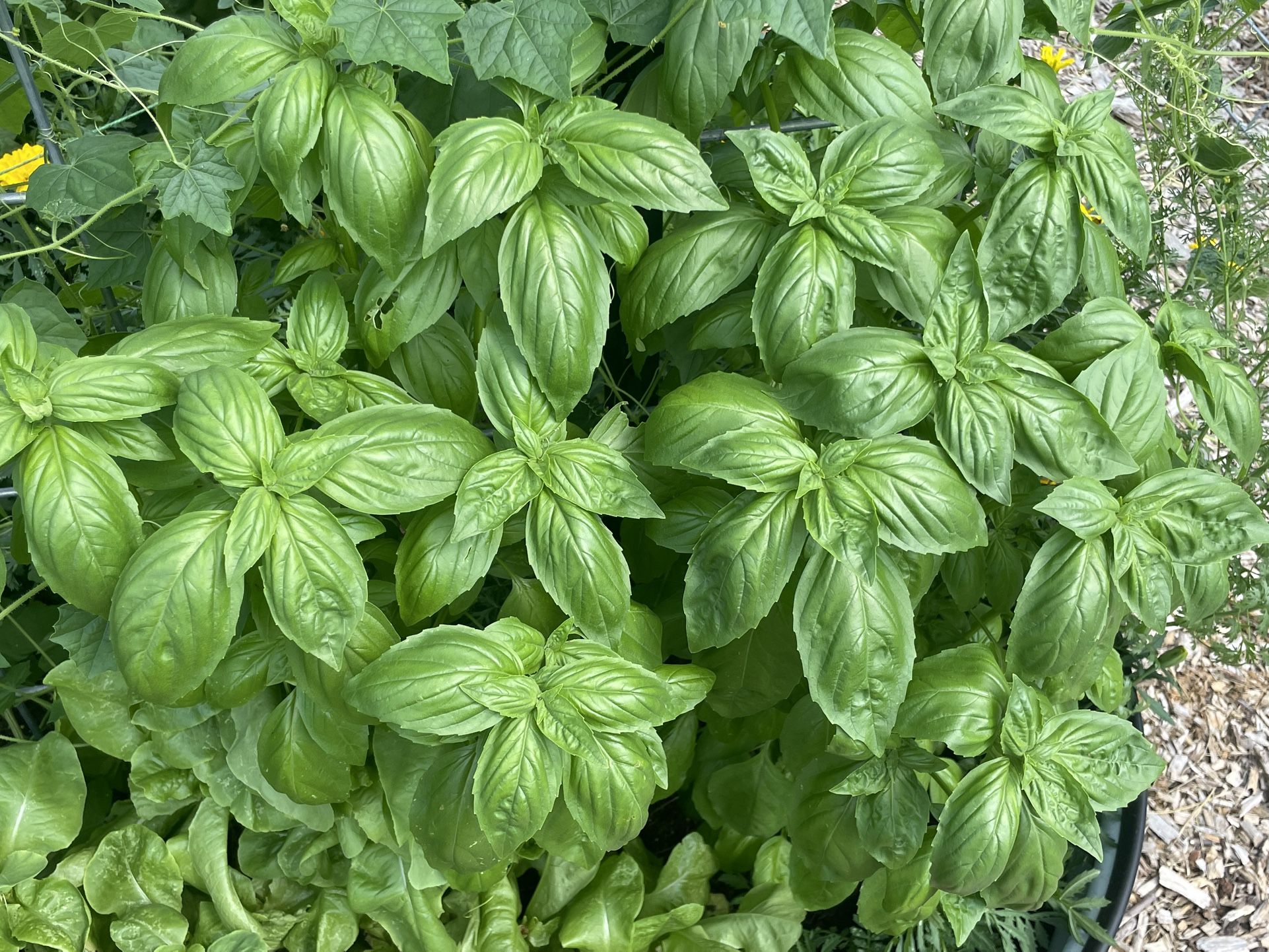 Fresh Basil, 1 Ounce