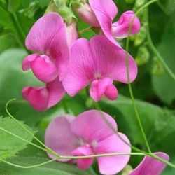 Lovely Sweet Pea Vine Perennial Plants - great for fences / trellises as this is a lovely vine plant