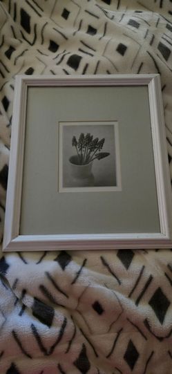 Black and white picture of a muscari grape hyacinth plant