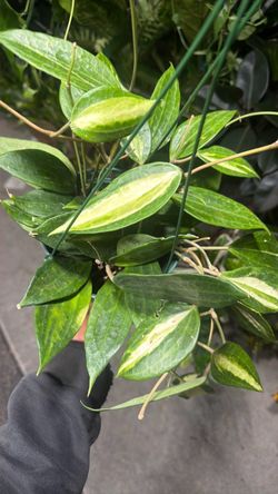 Hoya Macrophylla 'Pot, of Gold On A 6 Inch Pot