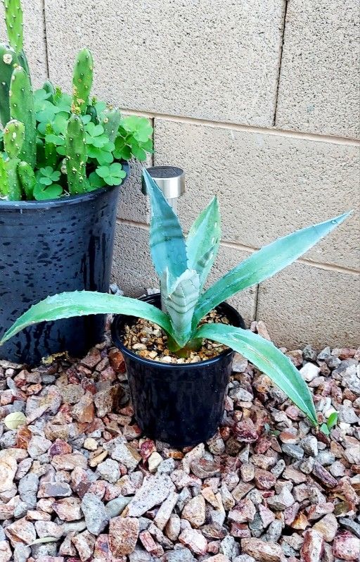 Living Plant 🌱14"H Agave Americana - Blue Agave on 7"H Pot ::: Outdoor