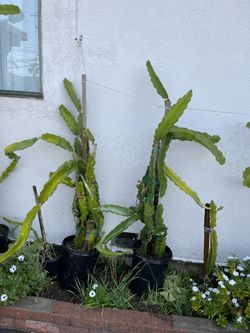 Dragon Fruit Plant 