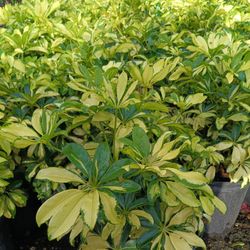 Trinette Privacy Hedge Plants 🌿🌿 3gl $6