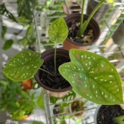 Caladium Flordia Clown Plant 