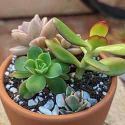 Succulent Arrangements 