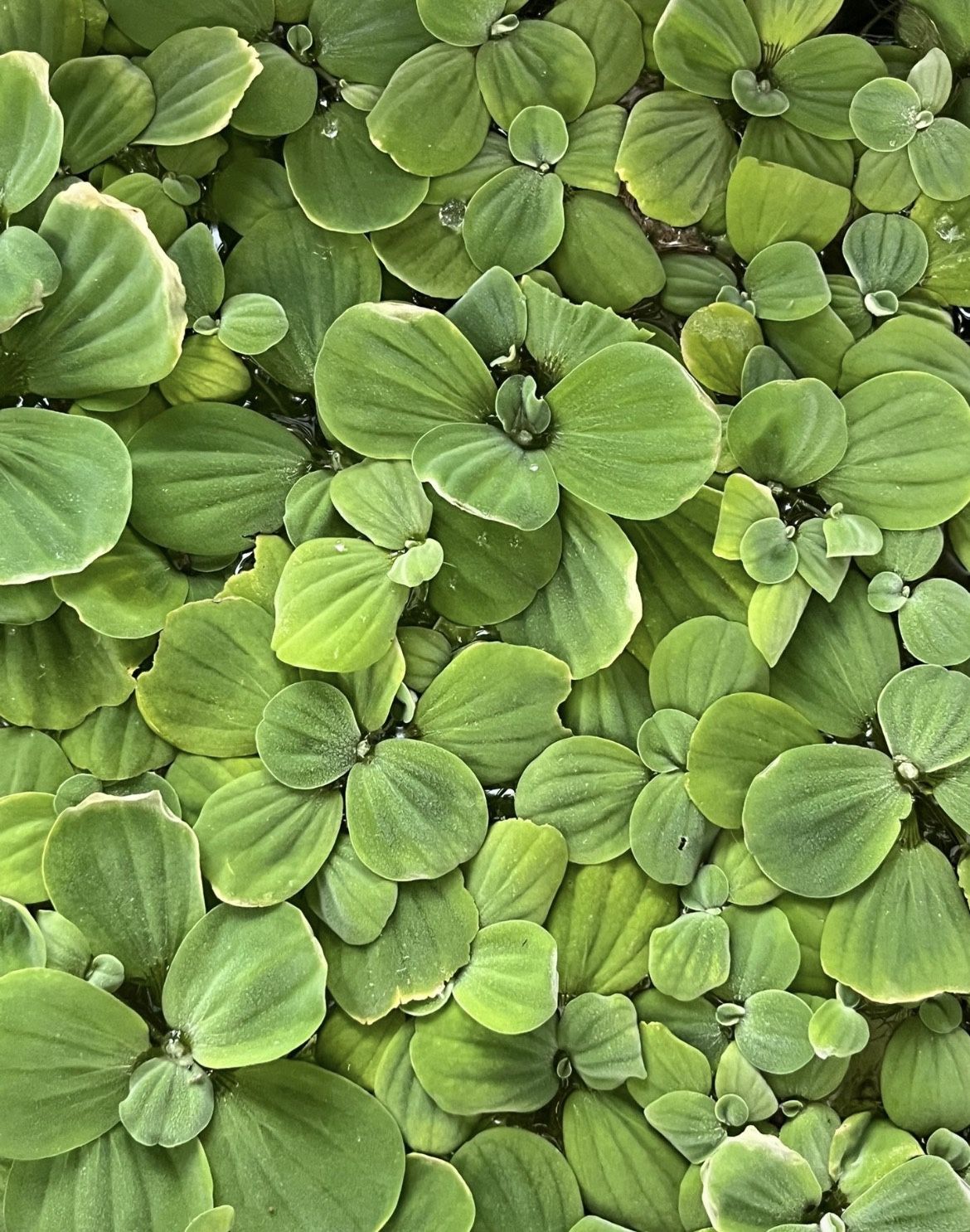 Live Plants Aquarium 