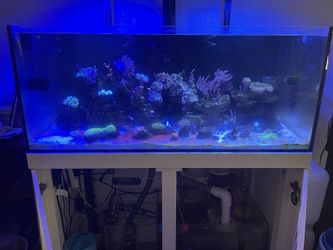 90 Gallon Saltwater Tank