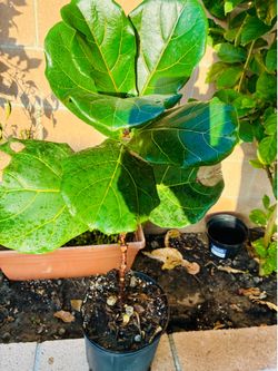 RUBBER Plant with pot