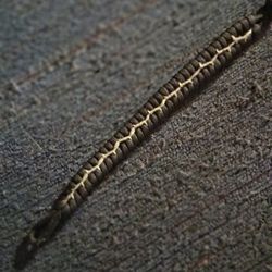 Paracord  Bracelet.
