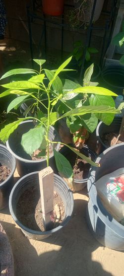Avocado tree