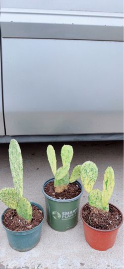 Variegated Cactus 🌵 $10 each 🪴