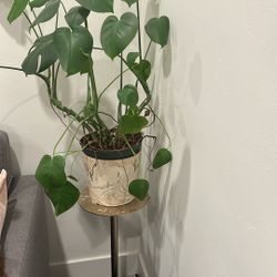 Beautiful Live Monstera With Vase and Stand 