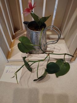 Plant