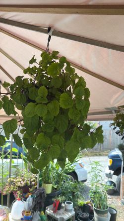 (Plectranthus verticillatus  🪴