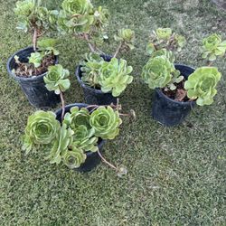 Succulents Plant 