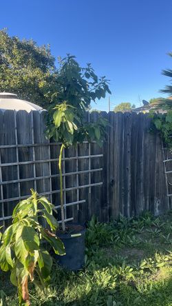 Avocado Tree