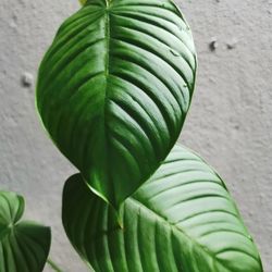 RARE/ Uncommon Philodendron Tenue Plant/ House Plant/ Indoor Plant