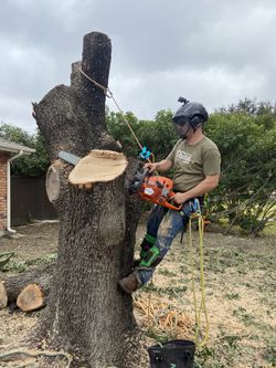 Tree Trimmer Stump Remover