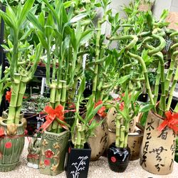 Trendy Flower And Plant Shop