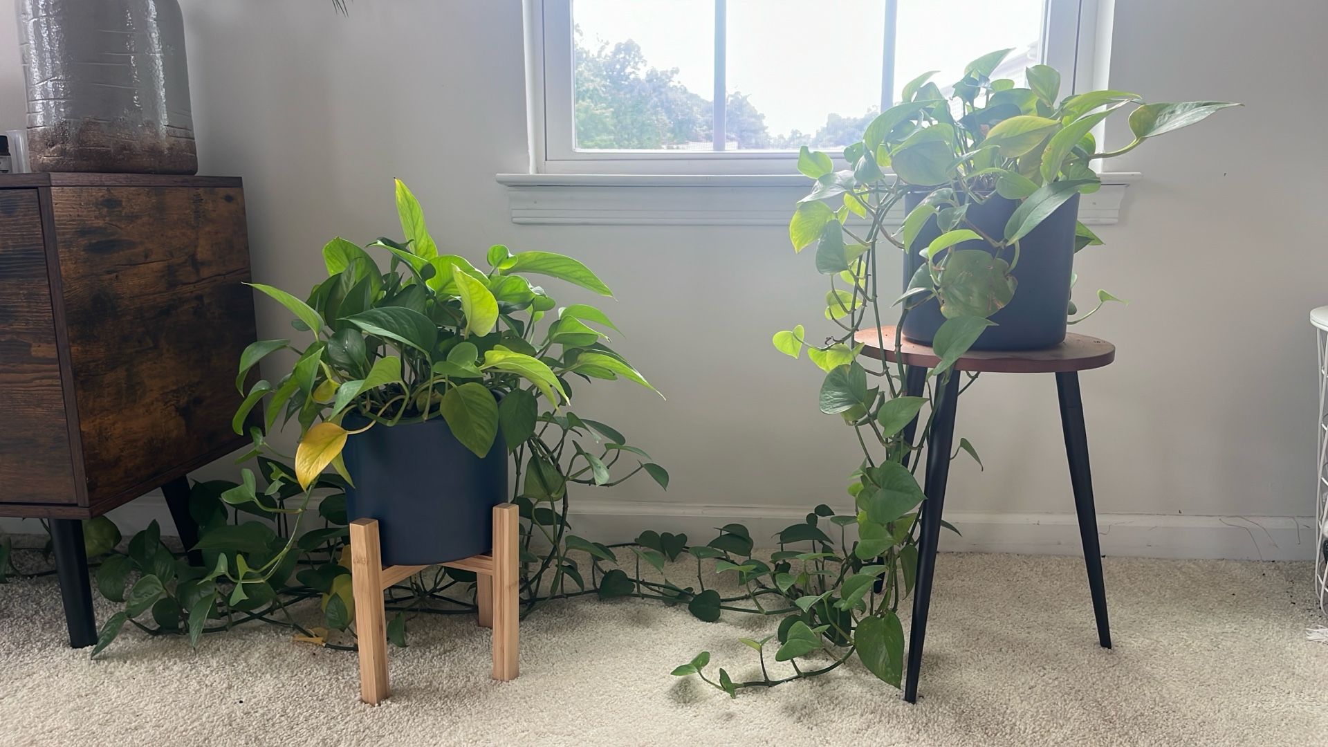 EasyPlant Pothos Plants