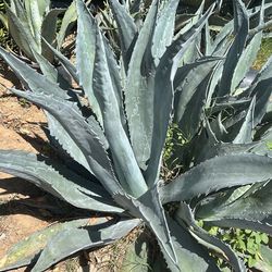 Agave
