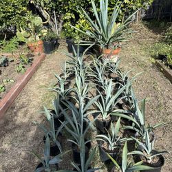 Blue Webber Agave Plants 