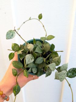 Hoya Krohniana Eskimo/Silver Splash Plant 4" Pot - Indoor House Plants
