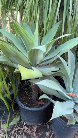 Succulents