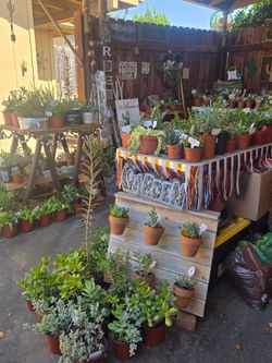 Great variety of healthy succulents at lower than retail prices