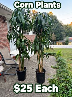 A variety of Plants