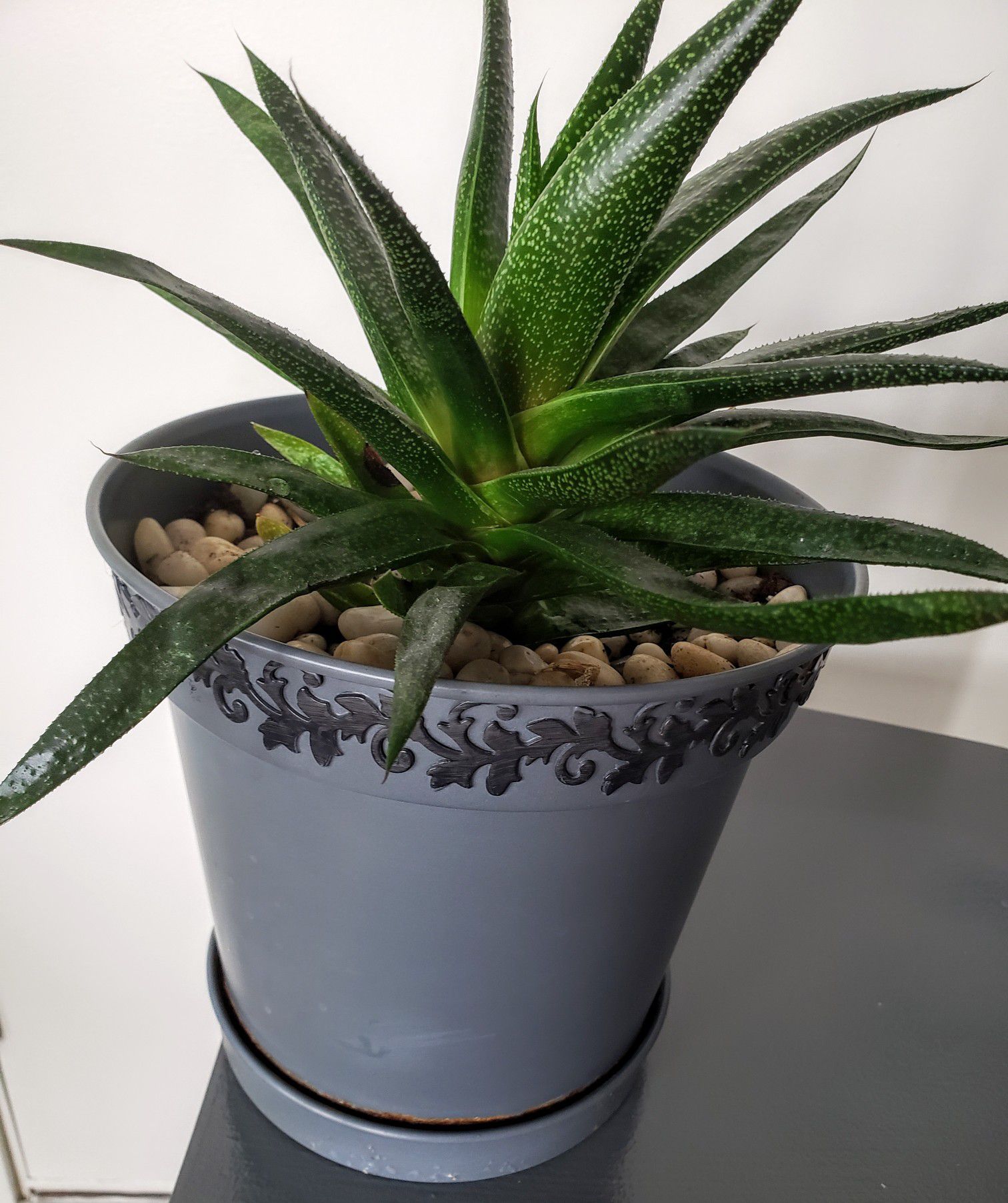 Live Aloe Plant