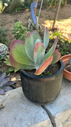 Beautiful Plant