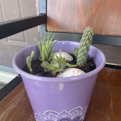 Purple Succulent Arragment  