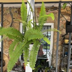 FERN PLANTS IN PLASTIC POT FOR SALE IN LARGO 