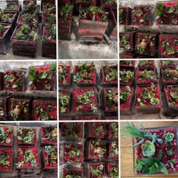Living Succulents In Containers