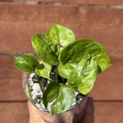 Monet Sol Pothos: ‘Monet Sol’ (Epipremnum aureum)