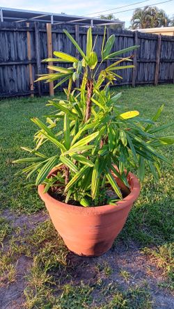 Large Clay Planter/Flower Pot With Lady Finger Palm