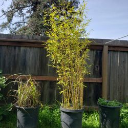 Bamboo Tree In Pot