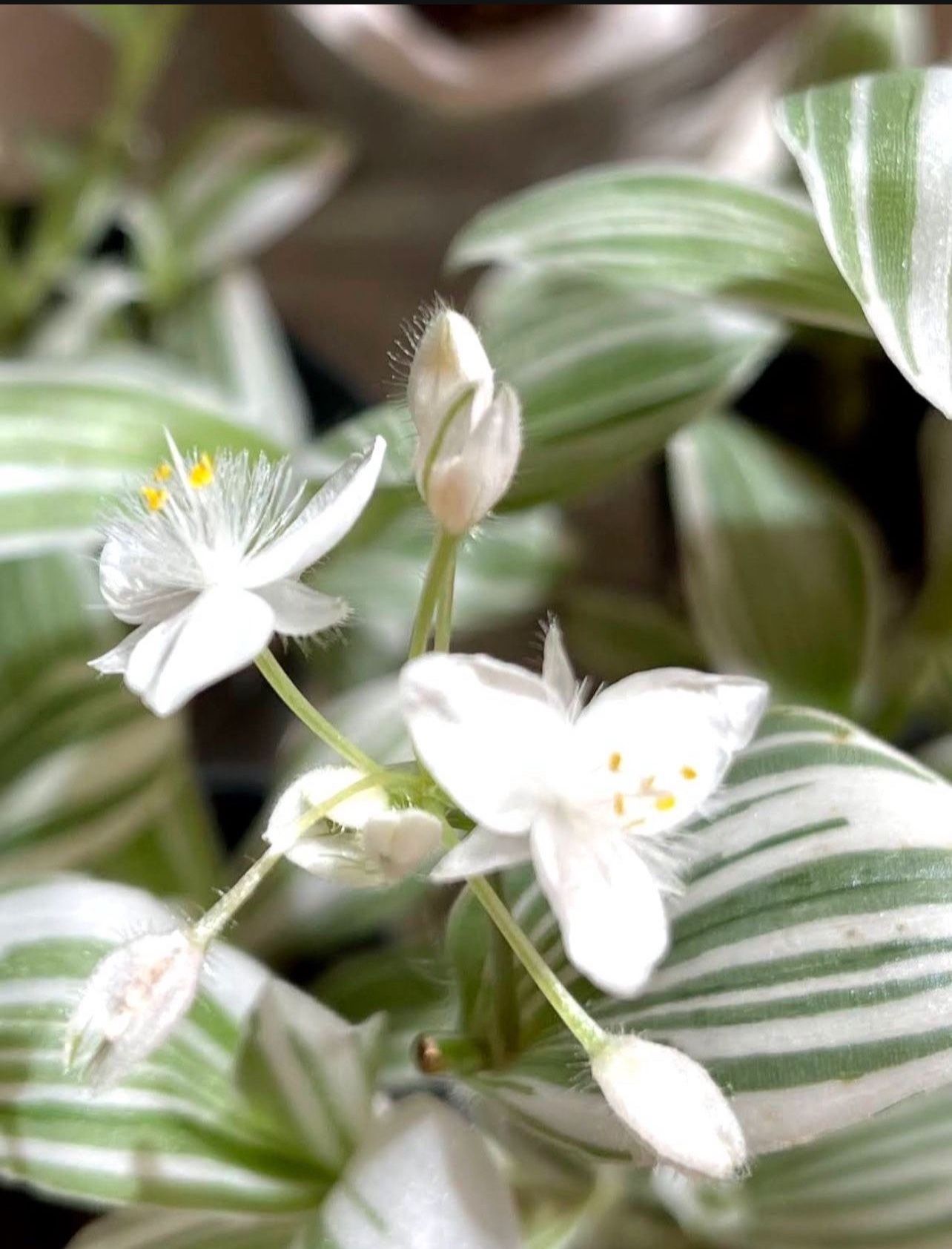 Tradescantia Albiflora Variegated Easy To Care House Plant In Black Pot 5. 5”H.