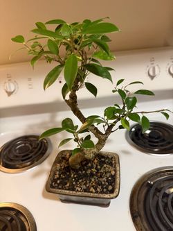 House Plants for Sale